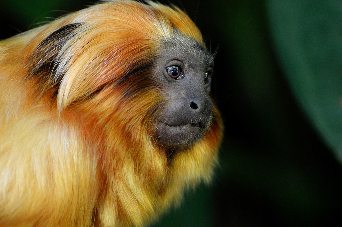 Golden Lion Tamarin