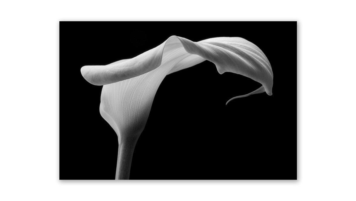 White Lily (BW) - Berlin Blue Art Gallery, Berlin, Germany