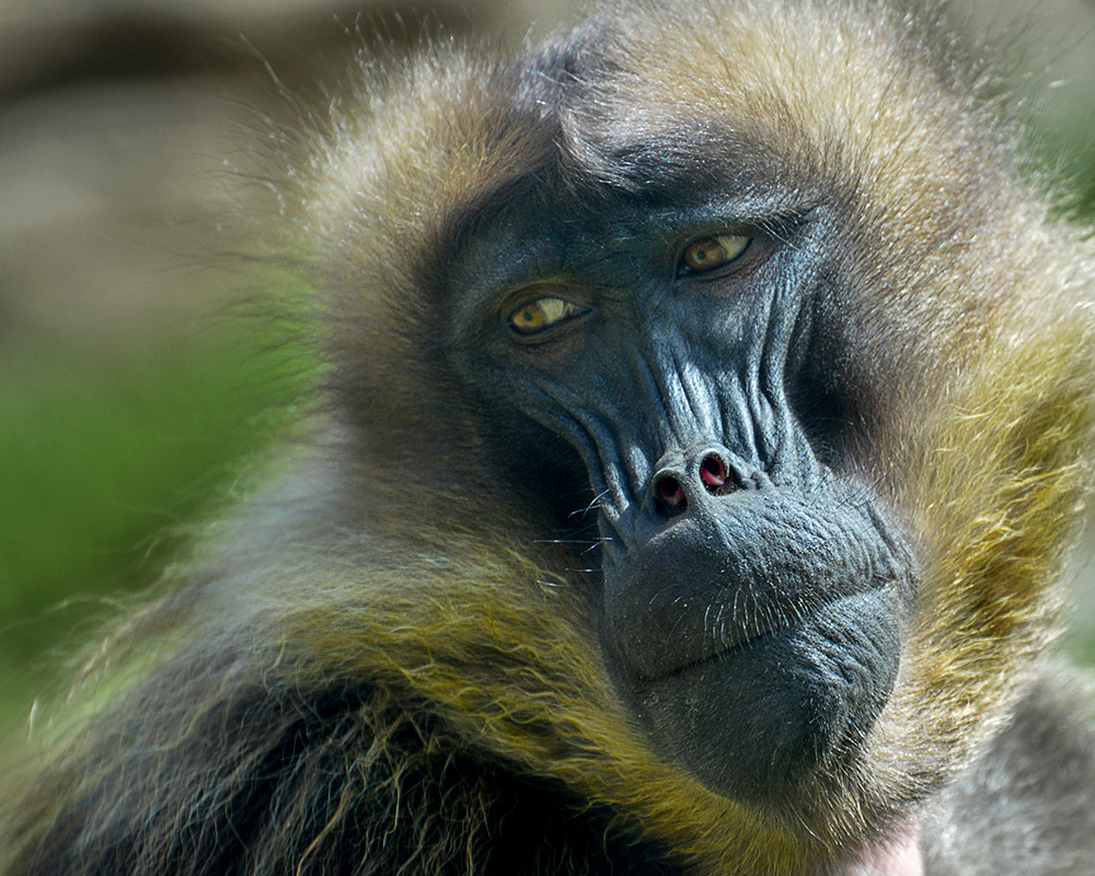 Gelada Baboon