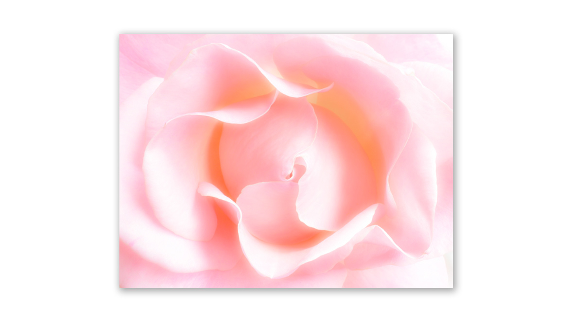 Queen Elizabeth Rose - Digital Photographer Magazine 