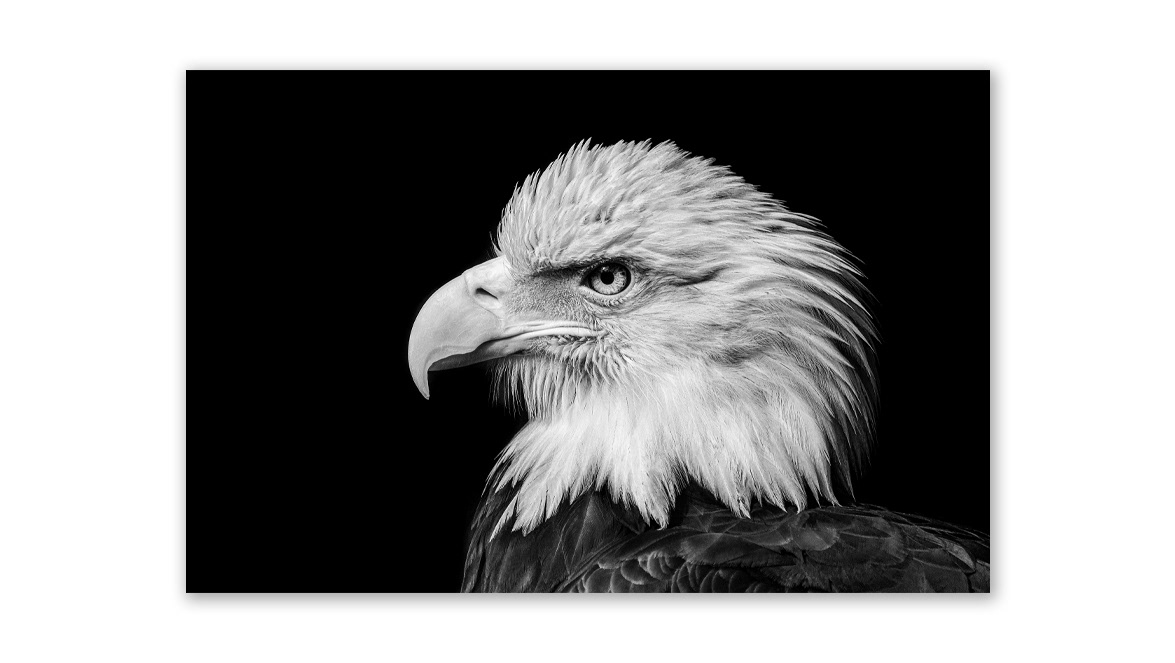 Northern Bald Eagle - Valid World Hall, Barcelona, Spain