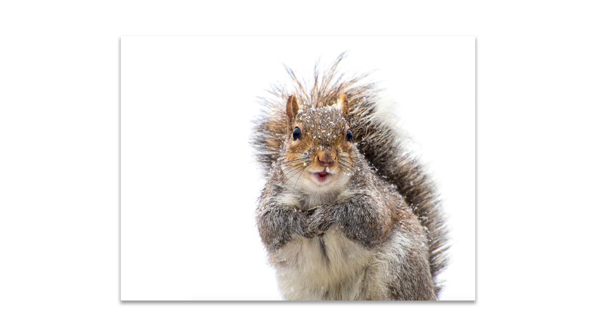 Squirrel in the Snow - Blank Wall Photography Gallery, Athens, Greece