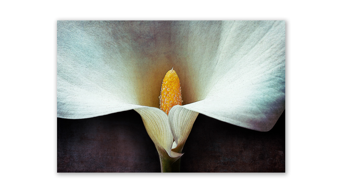 White Lily - The Brick Lane Gallery, London, England, United Kingdom