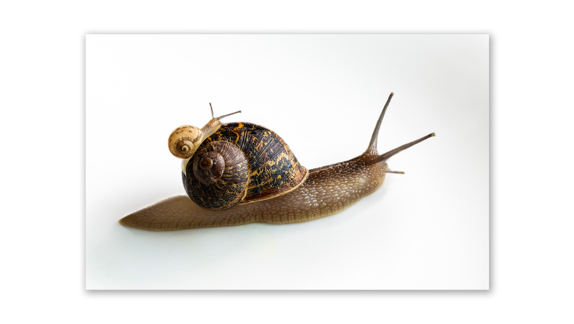 Big Snail and Little Snail - Amateur Photographer Magazine