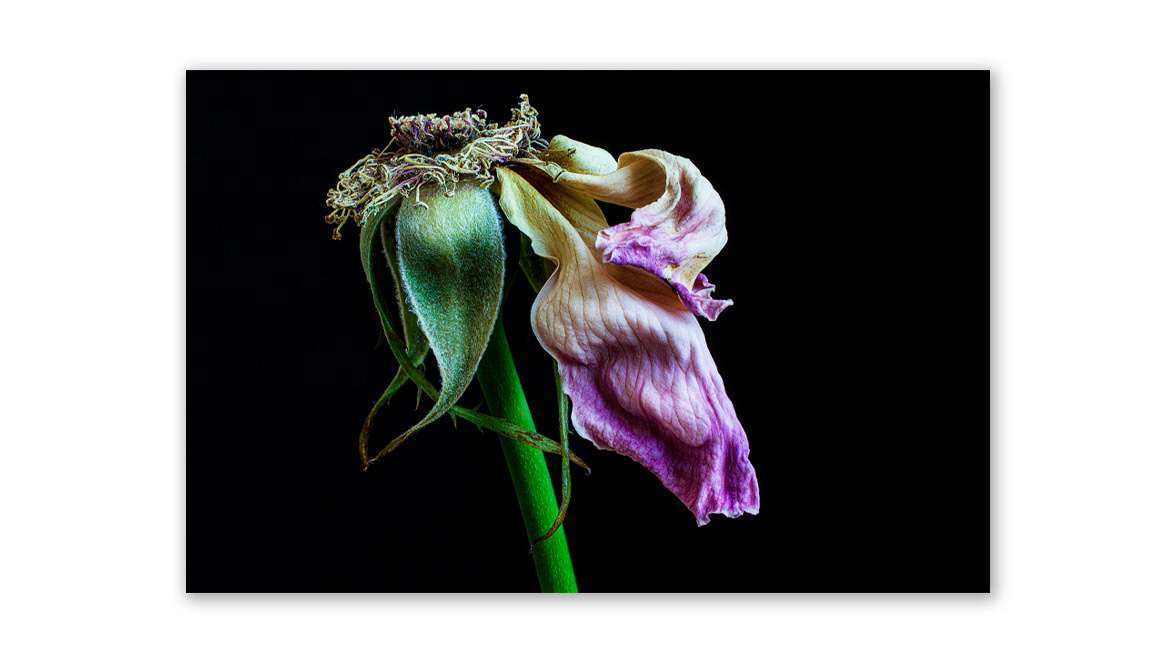 Queen Elizabeth Rose - Photosynthesis Gallery, Sofia, Bulgaria; Espaço Espelho d’Água, Lisbon, Portugal