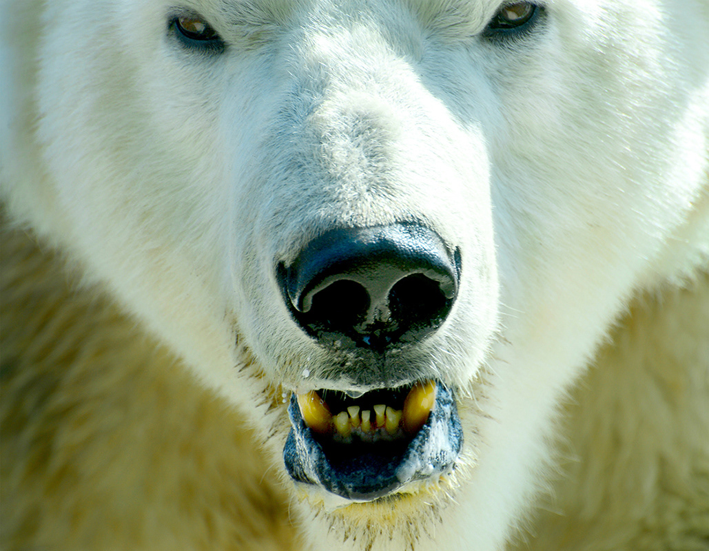Polar Bear