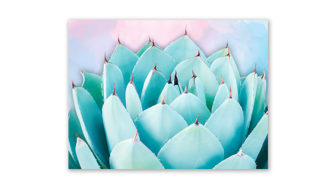 Artichoke Agave - The Stills Gallery, Edinburgh, Scotland, United Kingdom