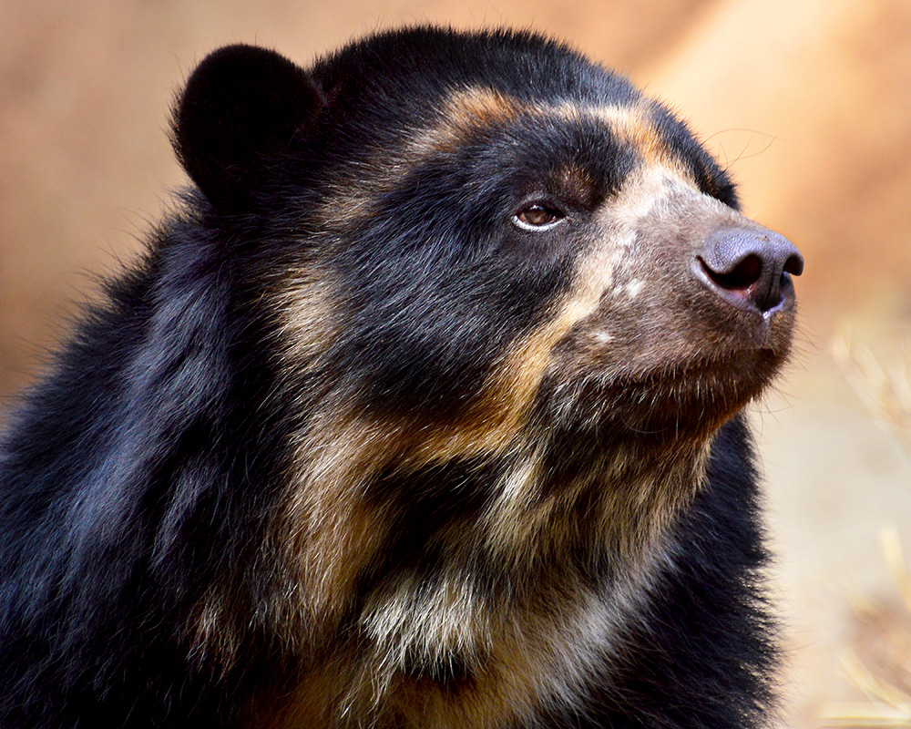 Andean Bear
