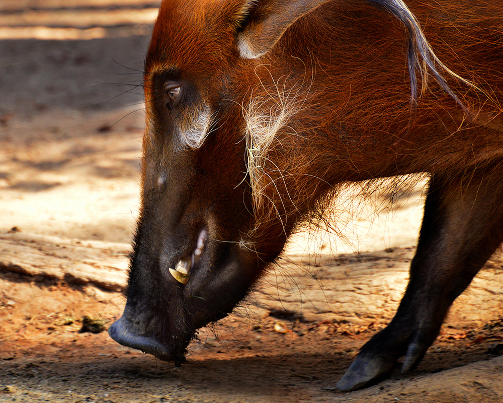 Red River Hog