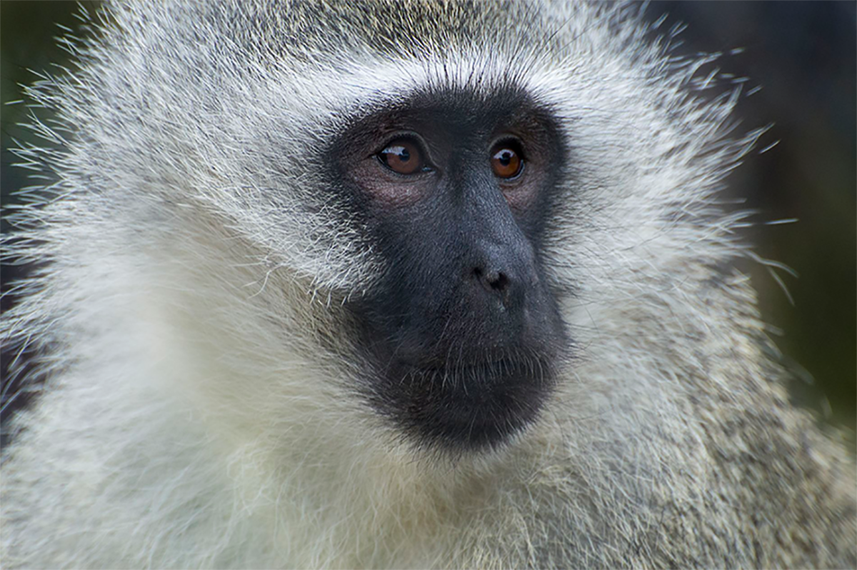 Vervet Monkey