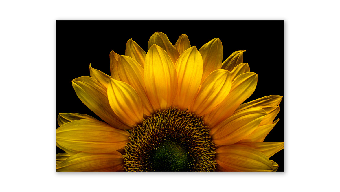 Helianthus: Sunflower - Practical Photoshop Magazine