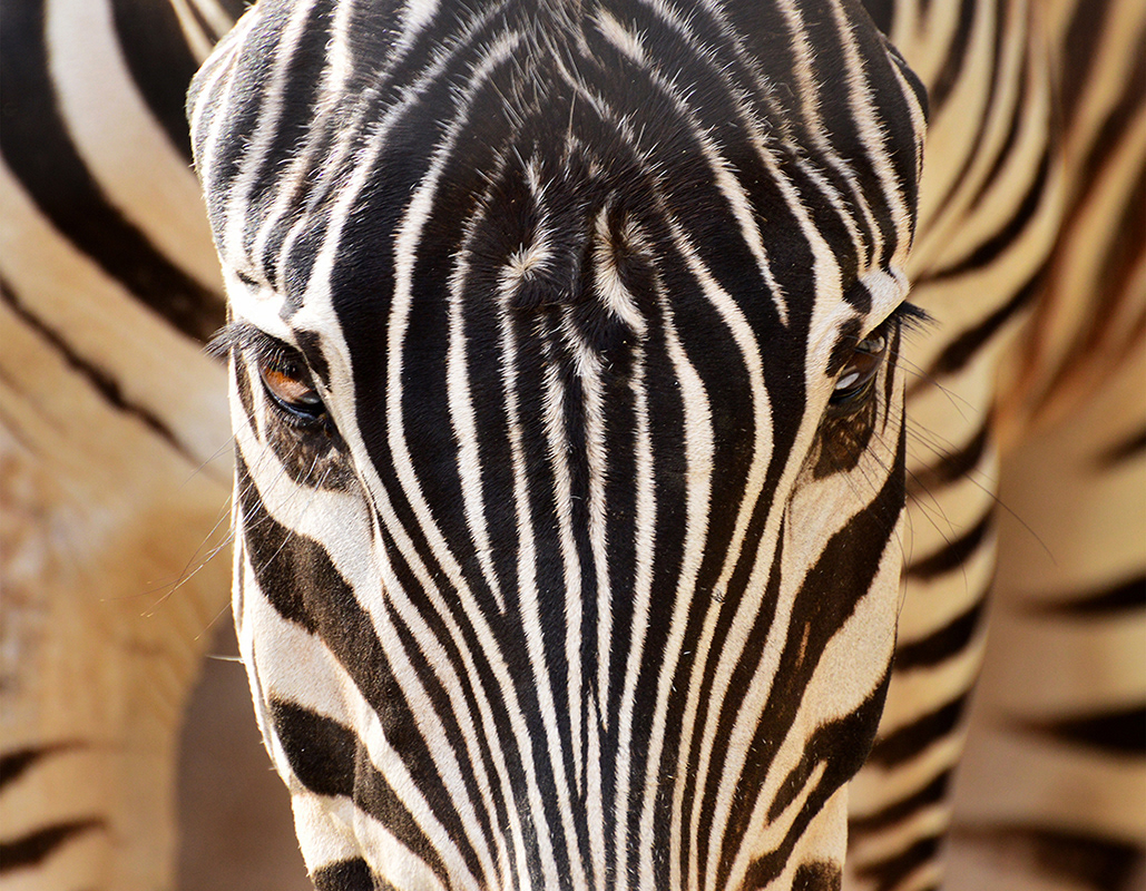 Grants Zebra