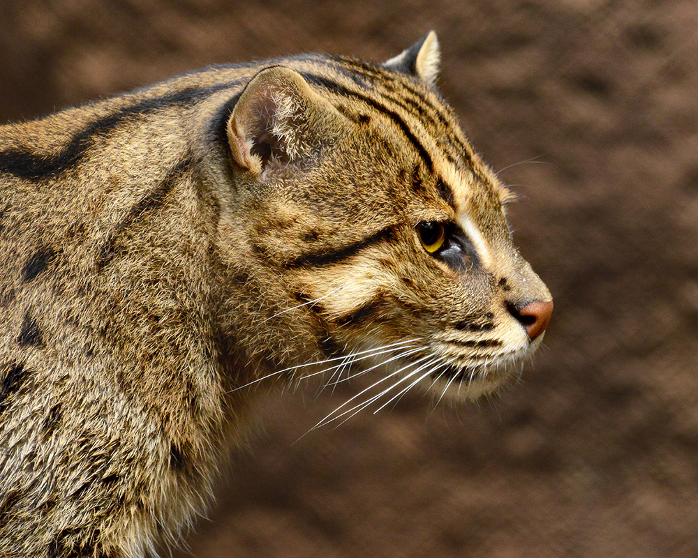 Fishing Cat