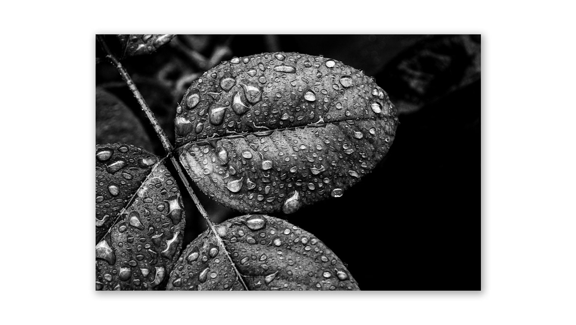 Abraham Lincoln Rose Bush Leaf - International MIA Photo Fair, Milano, Lombardy, Italy