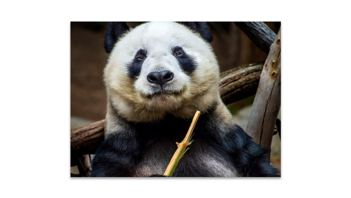 Panda - WPPI Exposition, Mandalay Bay Hotel, Las Vegas, Nevada