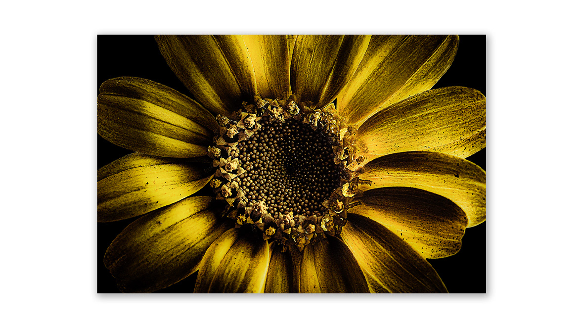 Brittlebush Flower - 4th Art Thessaloniki International Contemporary Art Fair, National Exhibition Agency of Greece (HELEXPO), Thessaloniki, Greece