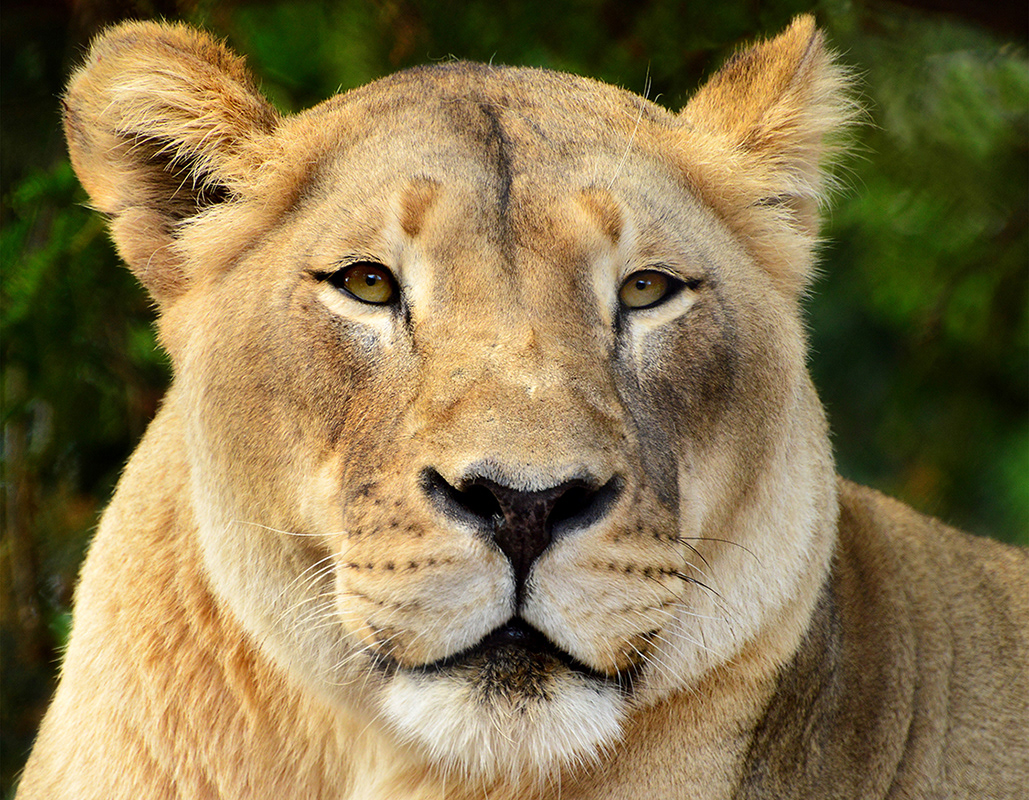 African Lions - Female