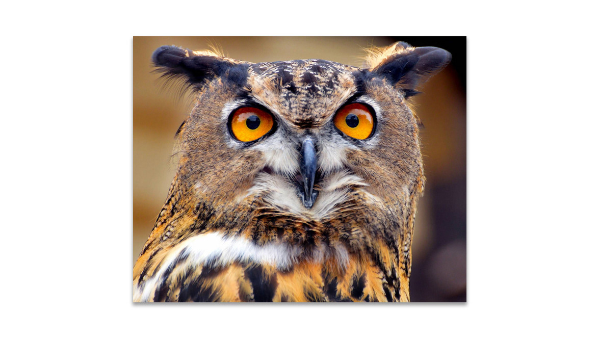 Eurasian Eagleowl - Blank Wall Photography Gallery, Athens, Greece