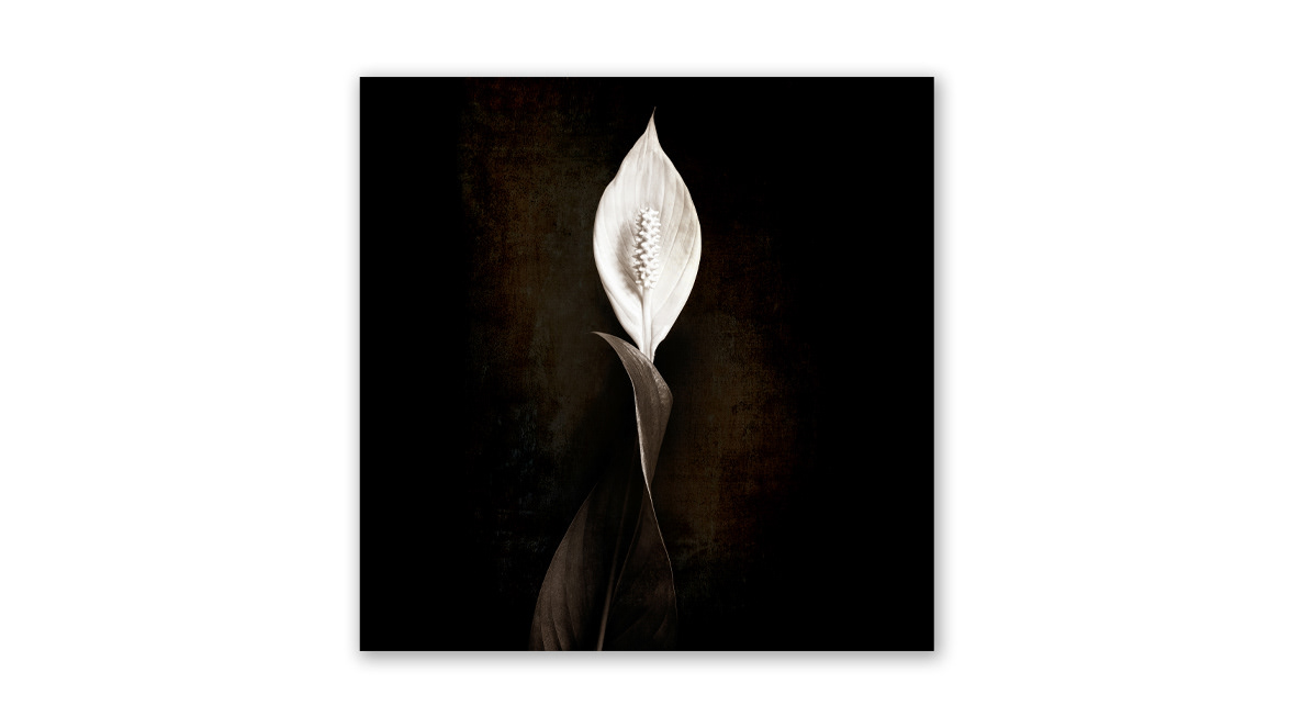 Billy’s Peace Lily - Laurent Gallery, Melbourne, Victoria, Australia