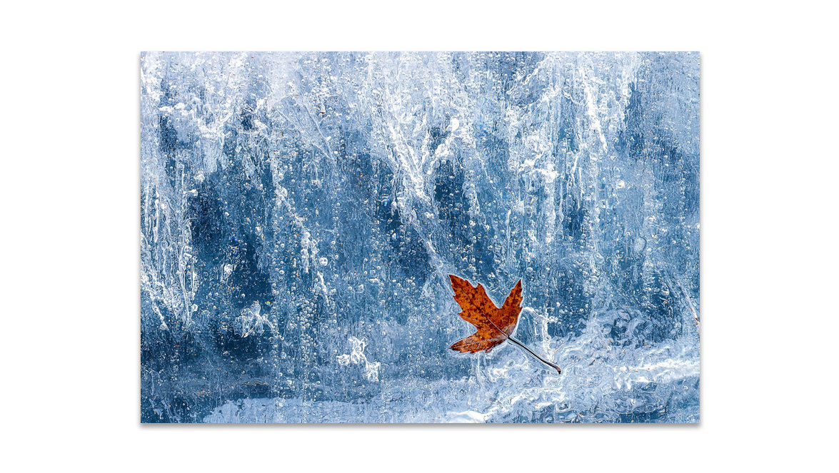 Leaf in an Ice Block - Hinterland Gallery, Vienne, Austria