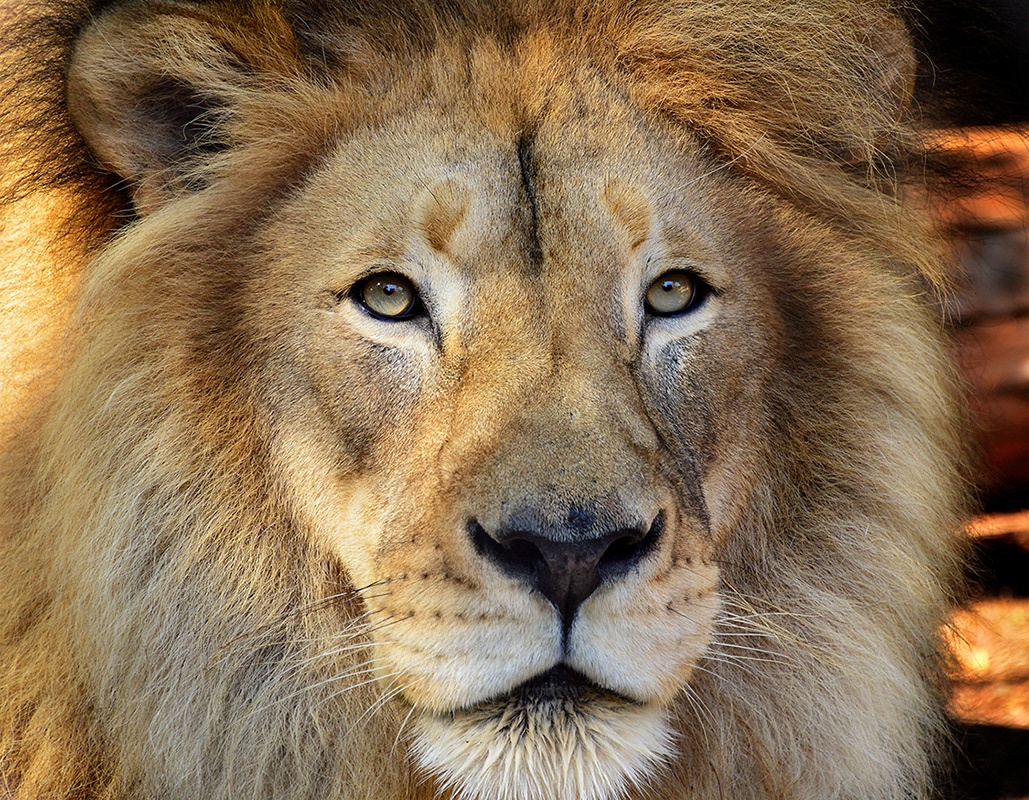 African Lions - Male