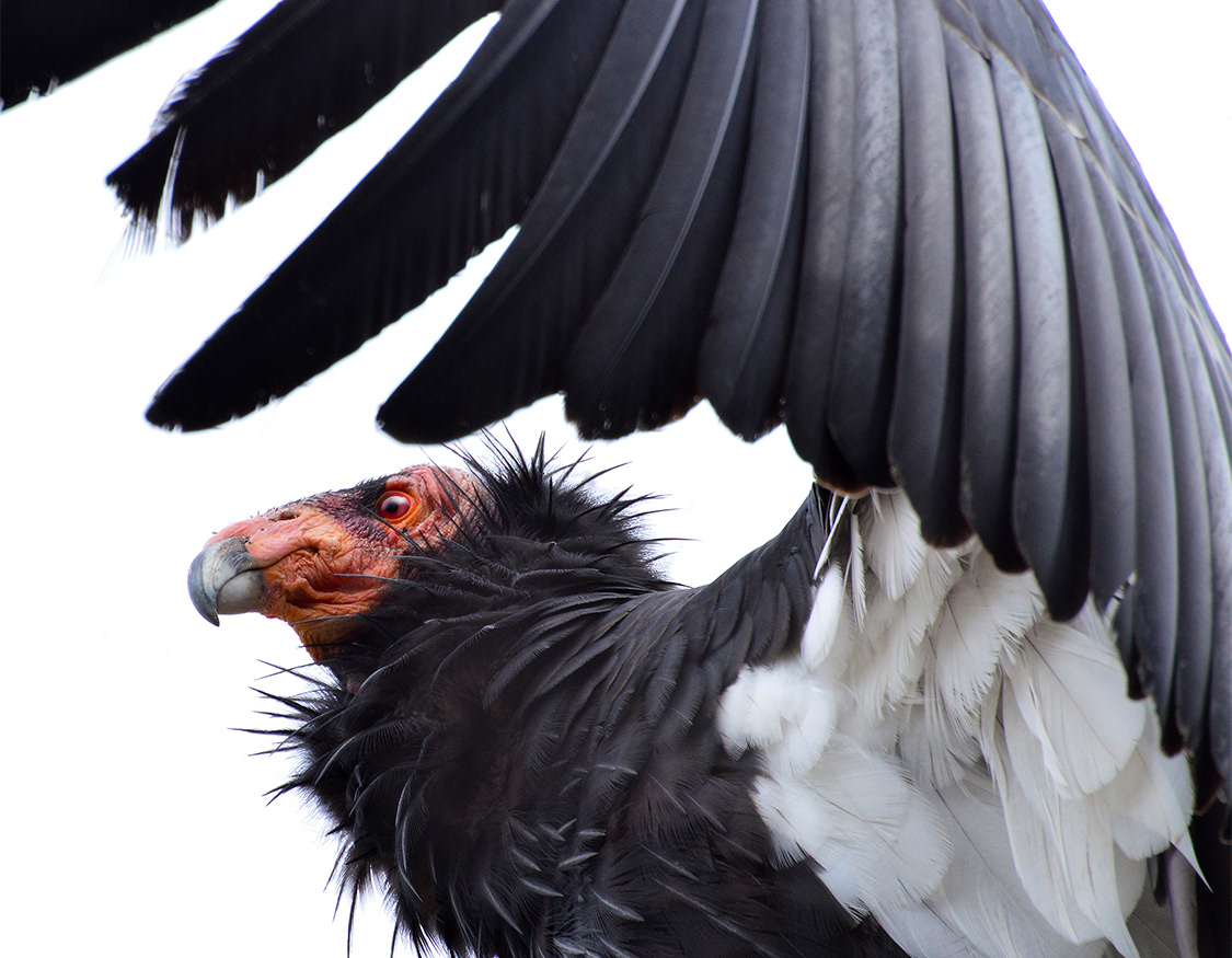 California Condor