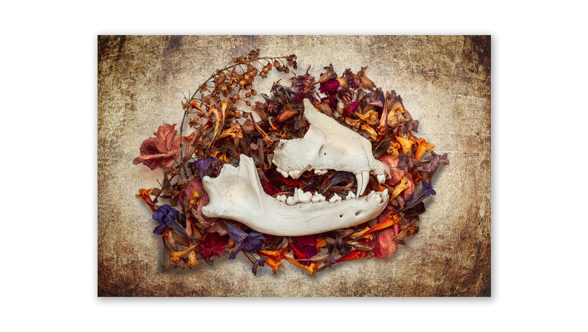 Dog Skull on Dried Flowers - Laurent Gallery, Melbourne, Victoria, Australia