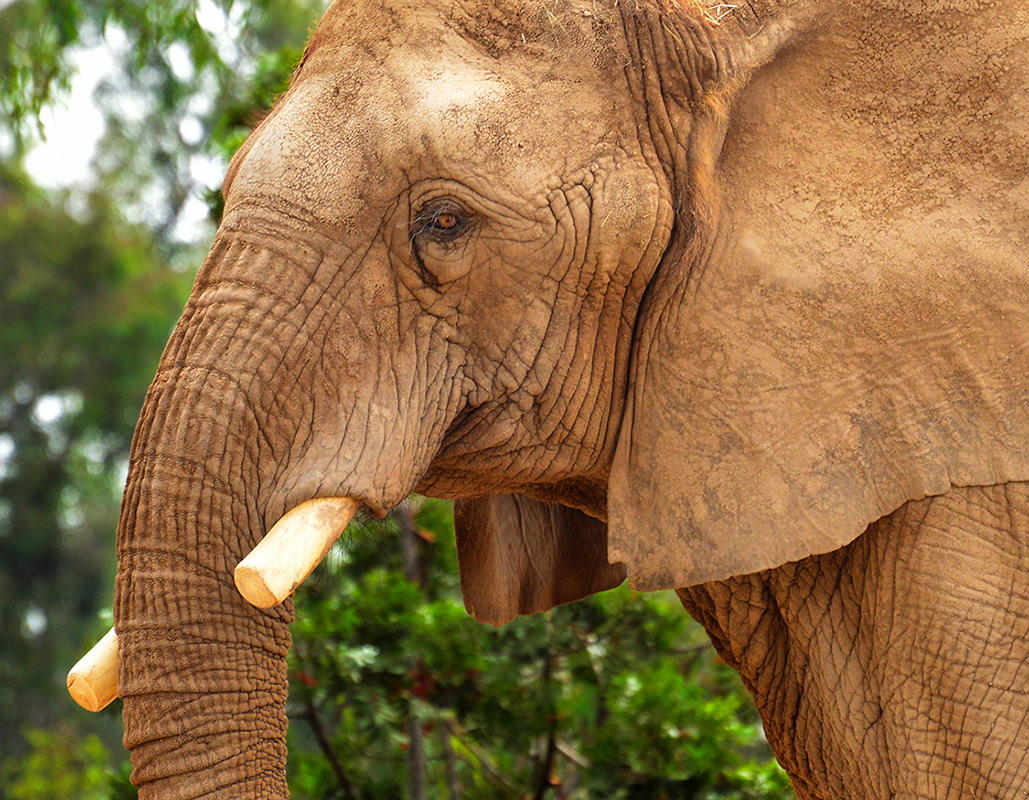 African Bush Elephant