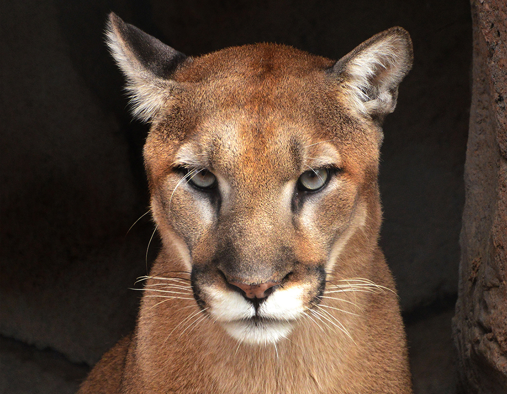 Mountain Lion