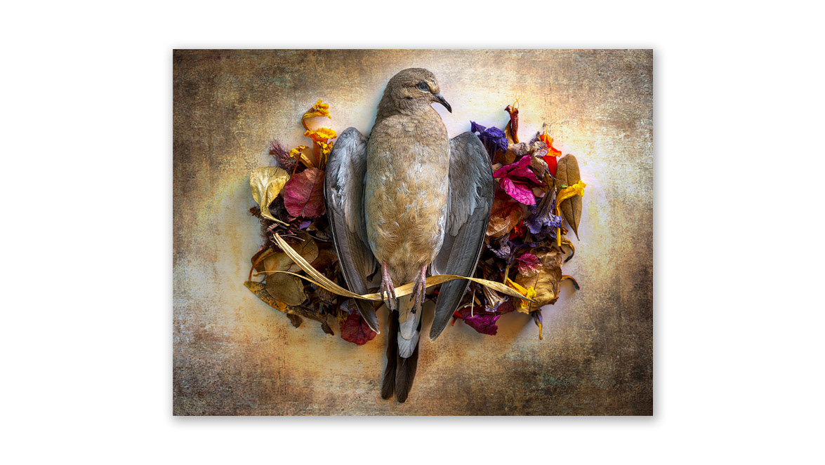 Forever on A Perch - Valid World Hall, Barcelona, Spain; Praxis Gallery, Minneapolis, MN, United States