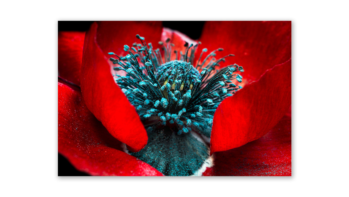Red and Black Lady Bird Flanders Poppy - Valid World Hall, Barcelona, Spain