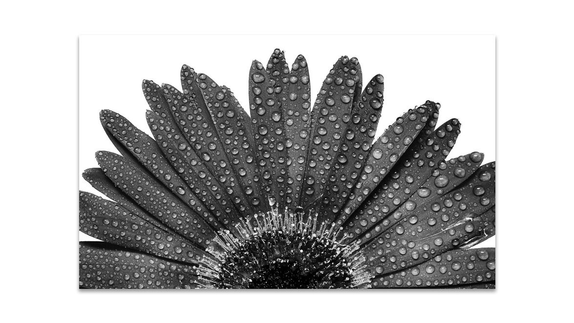 Gebera Daisy - New Moment New Ideas Gallery, Belgrade, Serbia