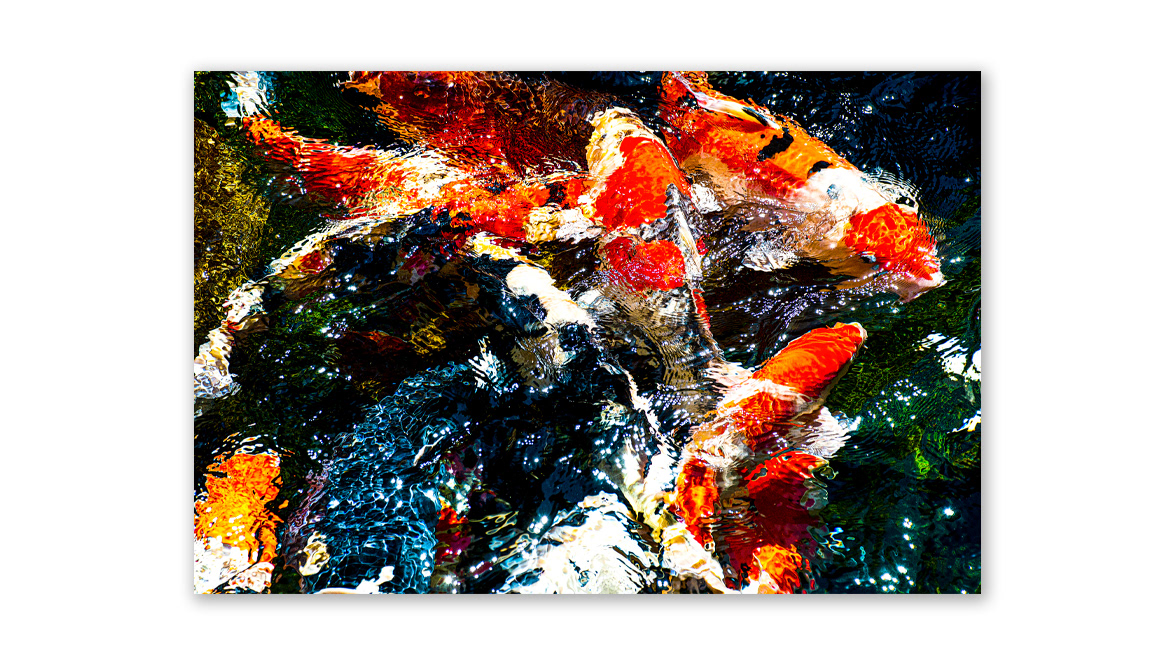 Koi - Valid World Hall, Barcelona, Spain