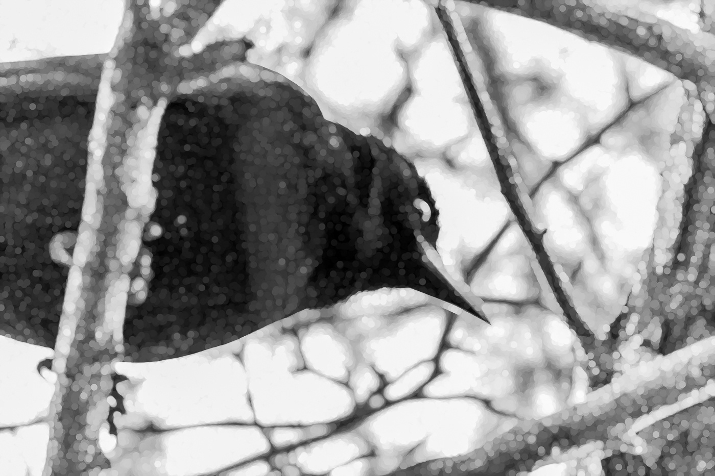 Sparkly Crow 1