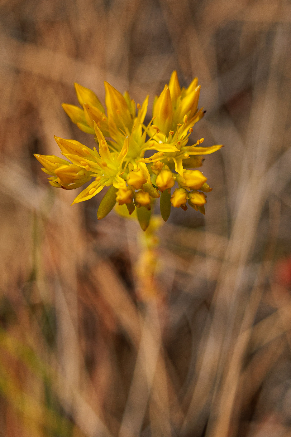 Narrow-Petalled Stonecrop (Sedum stenopetalum)