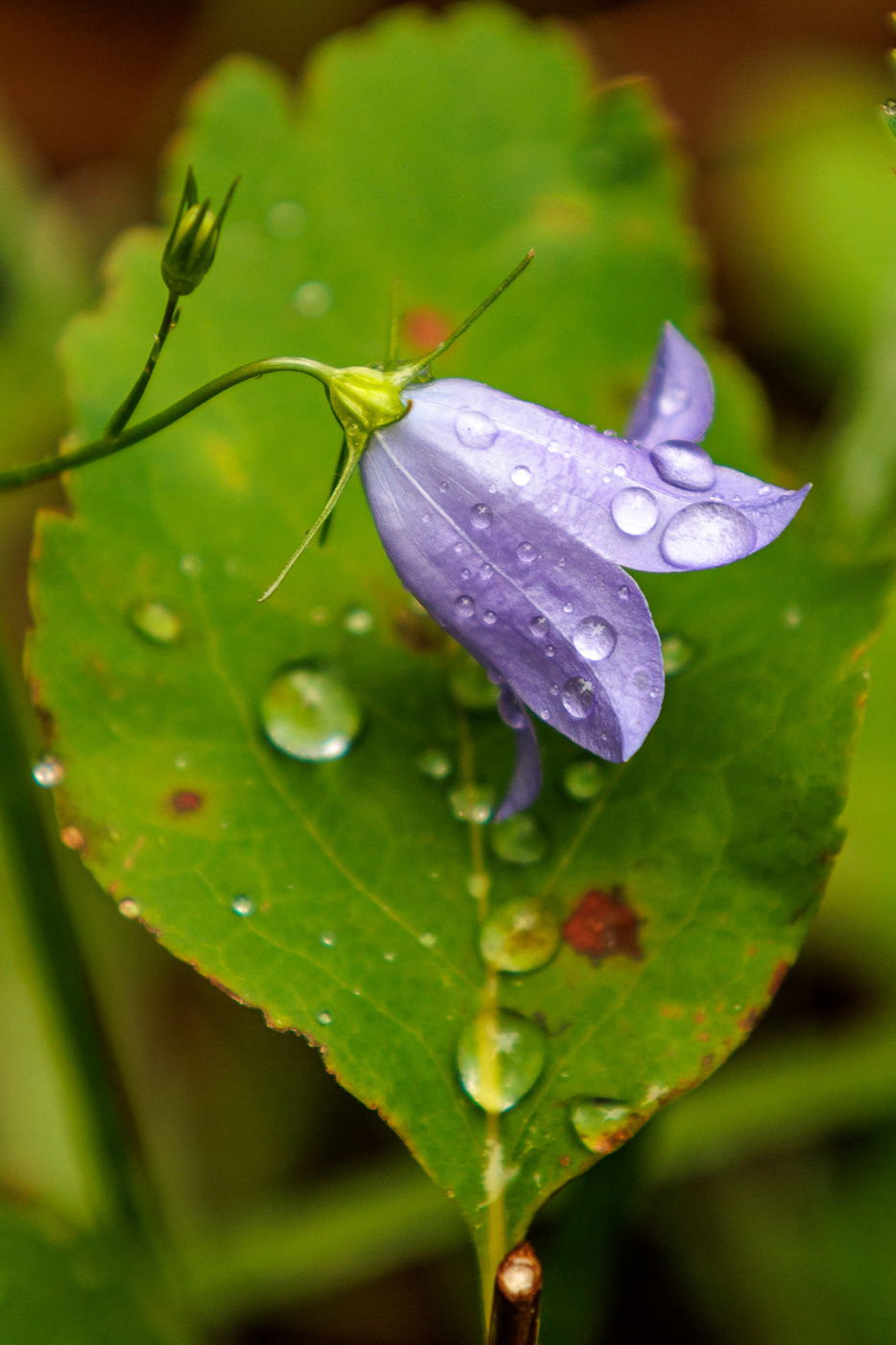 Mountain Harebell (Campanula rotundifolia)