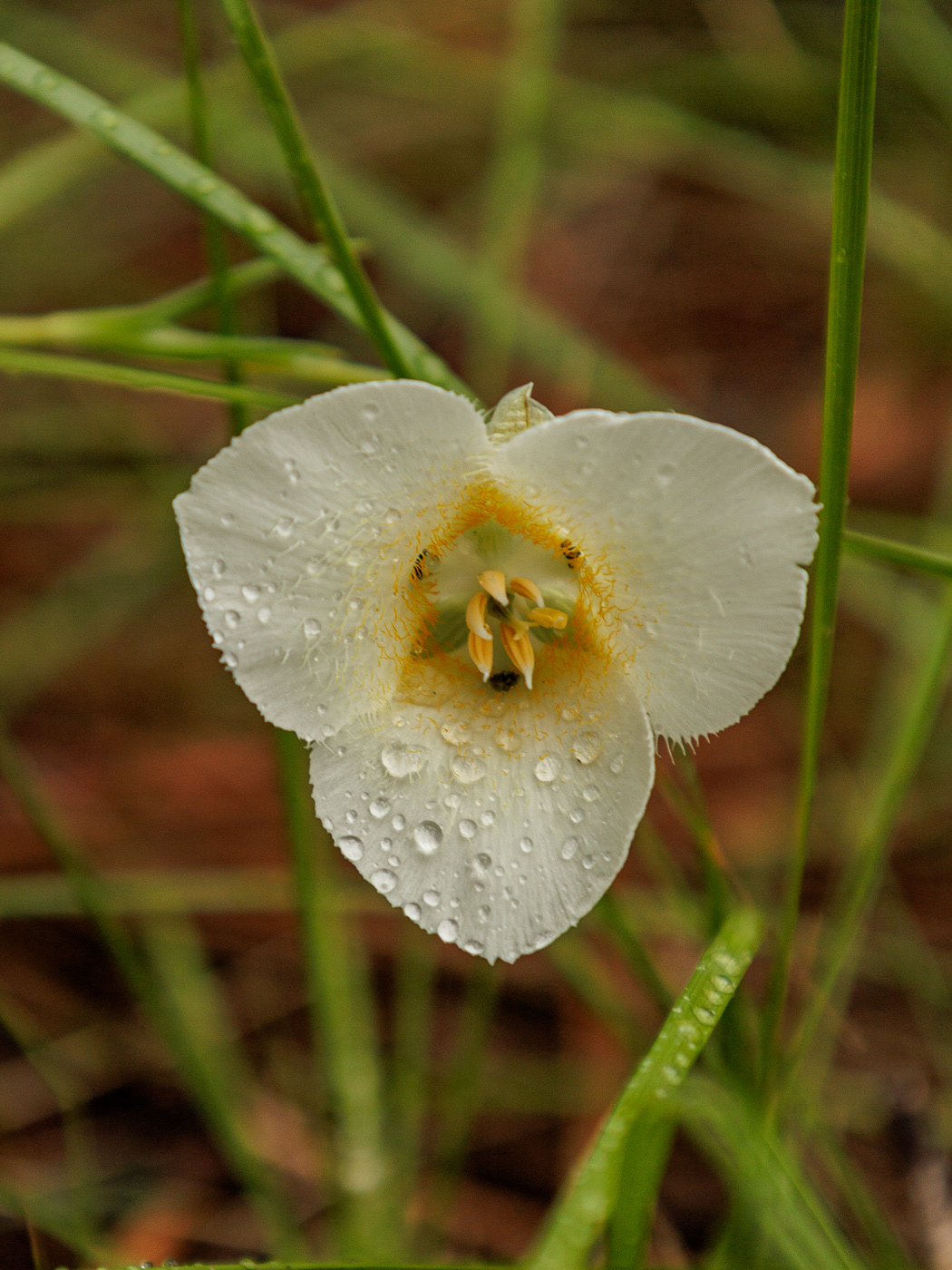 Mariposa Lily (Calochortus apiculatis)