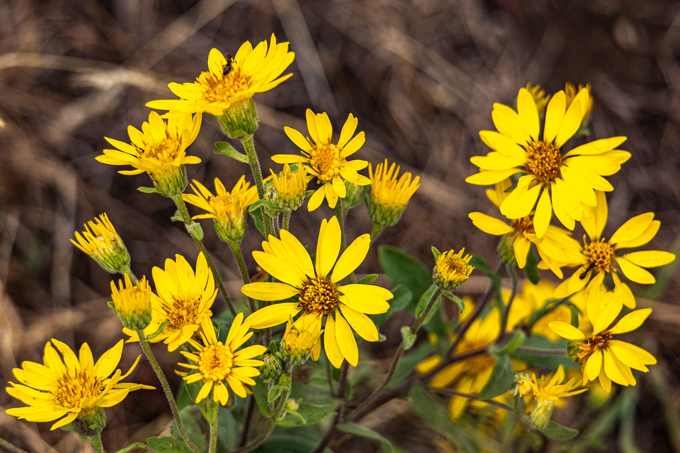 Brown-Eyed Susan (Gaillardia aristata)