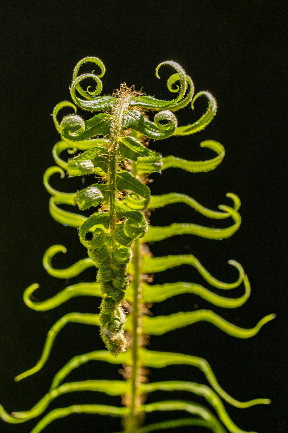 Polystichum munitum Western Sword Fern