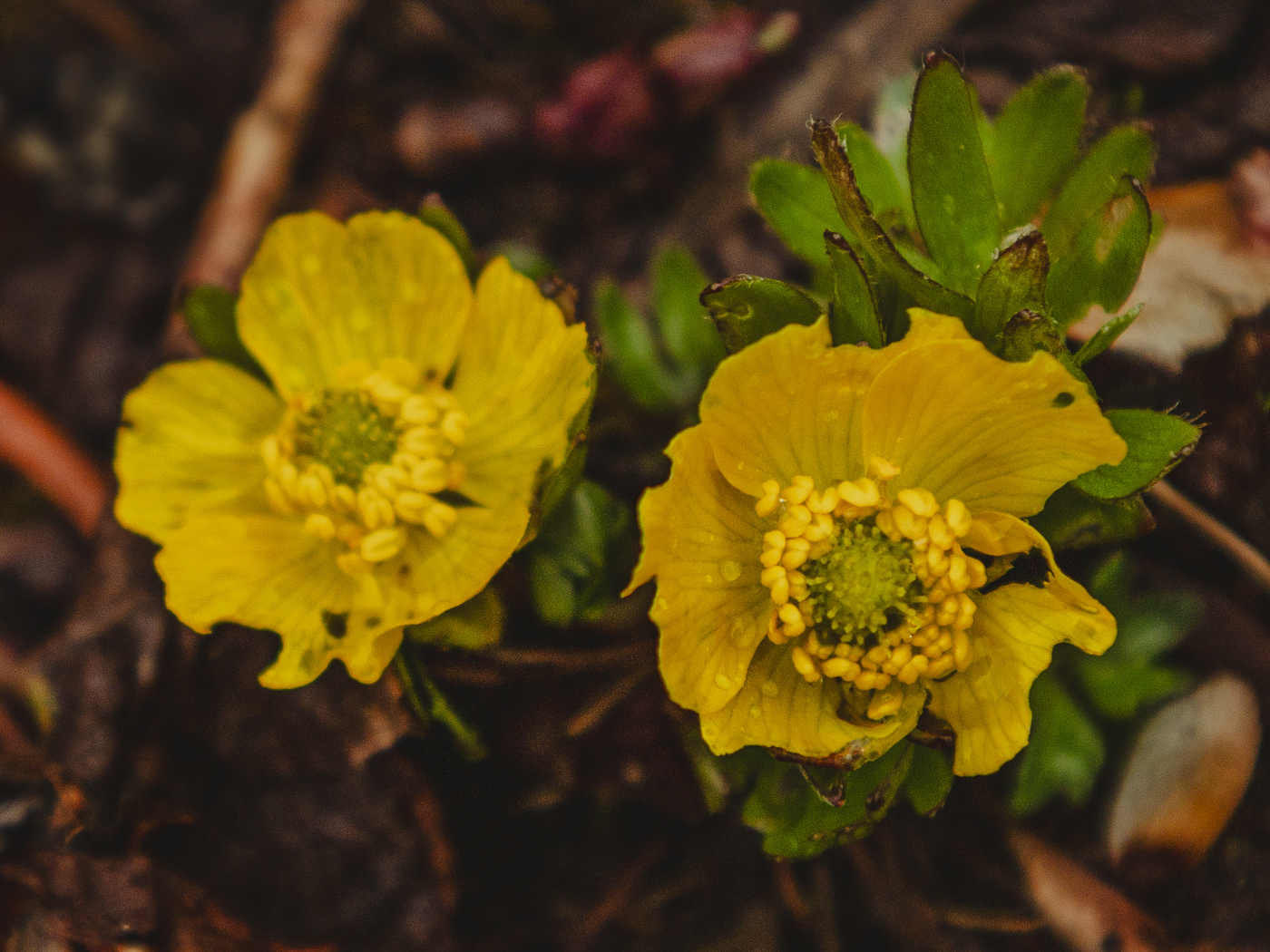 Alpine Buttercup (Ranunculus adoneus)