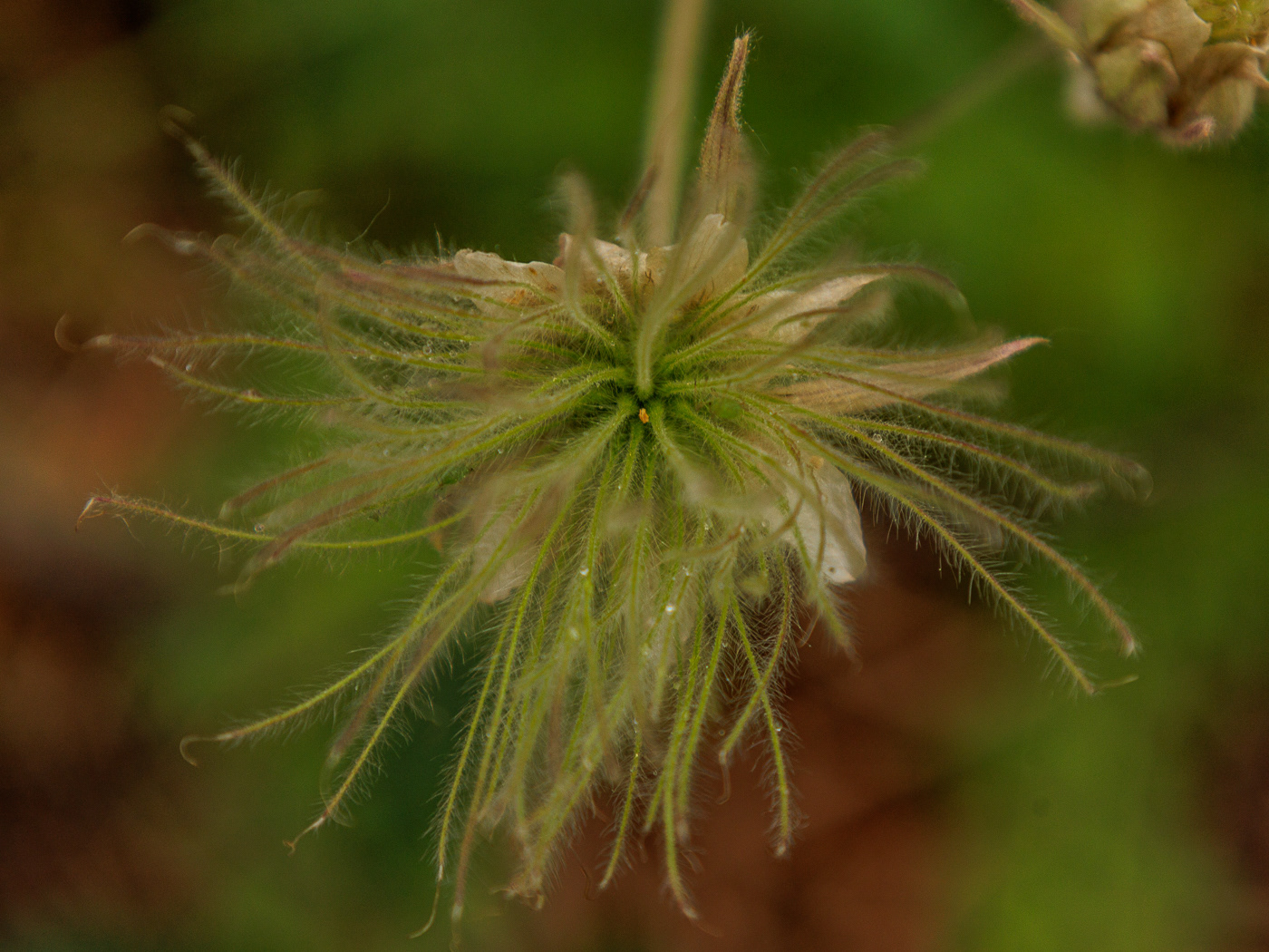 Three-Gloweted Avens (Geum triflorum)
