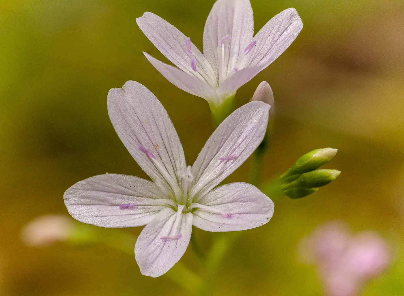 Broad-leaved Starflower - Trientalis latifolia