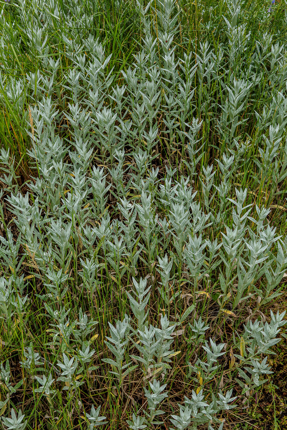 Prairie Sage (Artemisia ludoviciana)