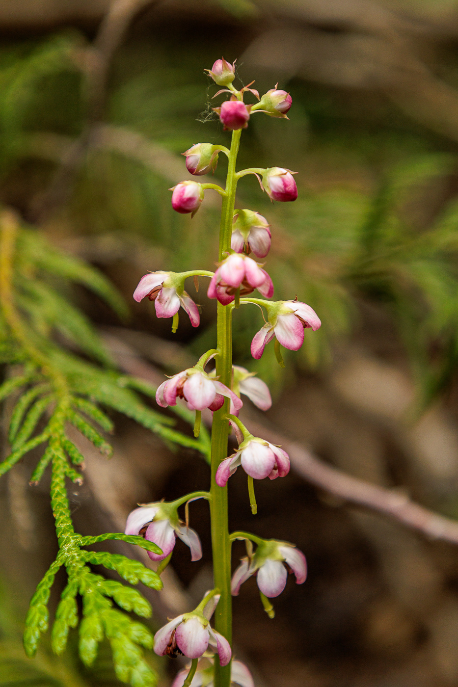 Pink Wintergreen - Pyrola asarifolia