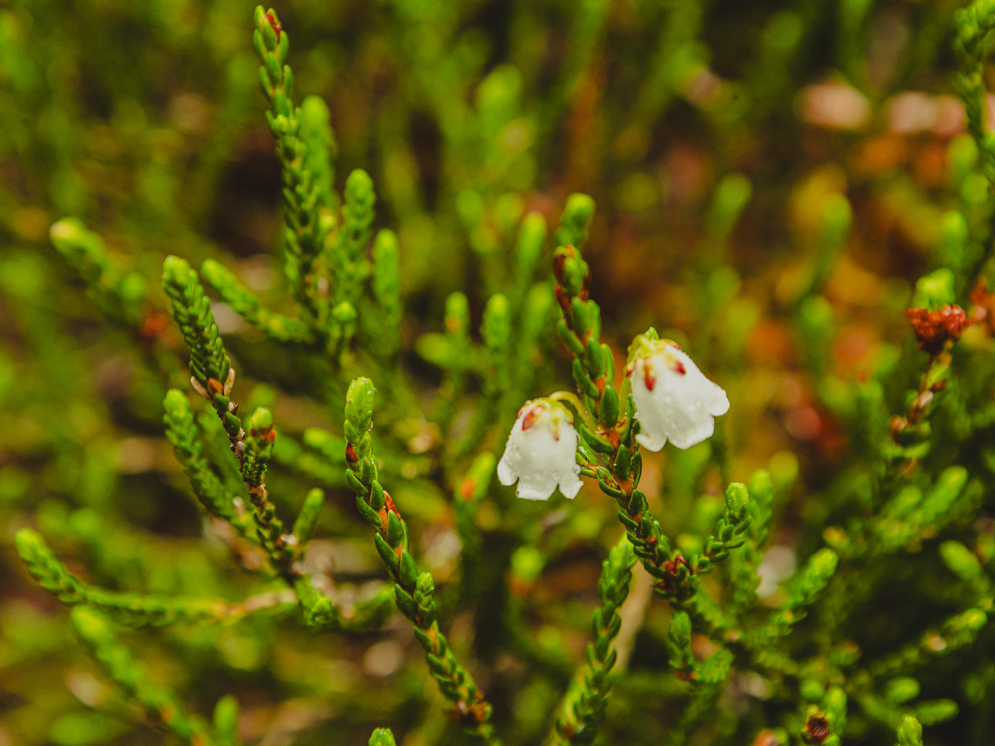 White mountain heather (Cassiope mertensiana)