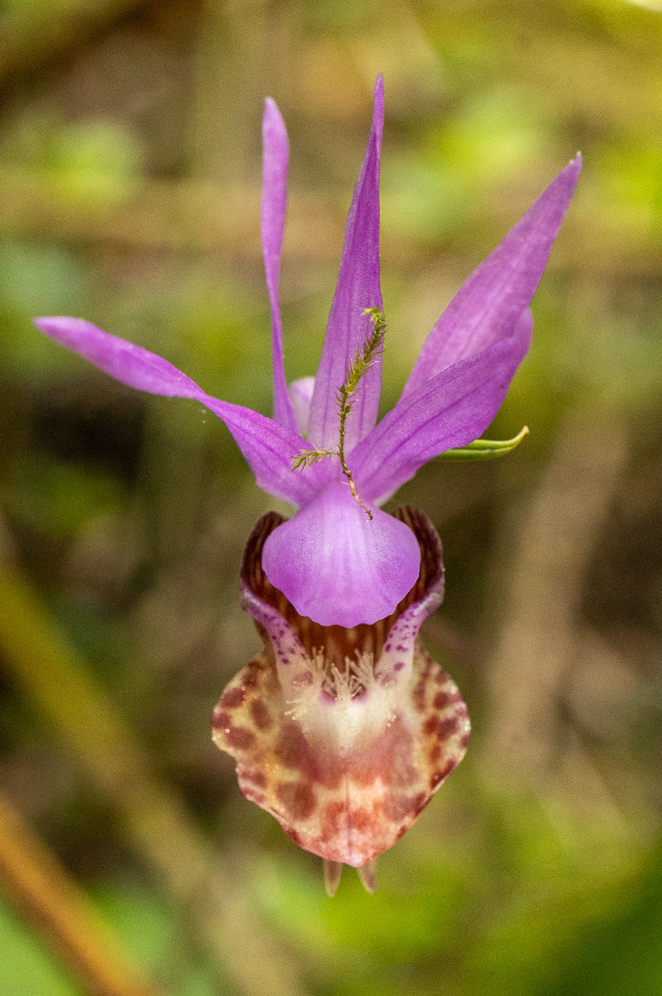 Calypso orchid or Fairy slipper (Calypso bulbosa)