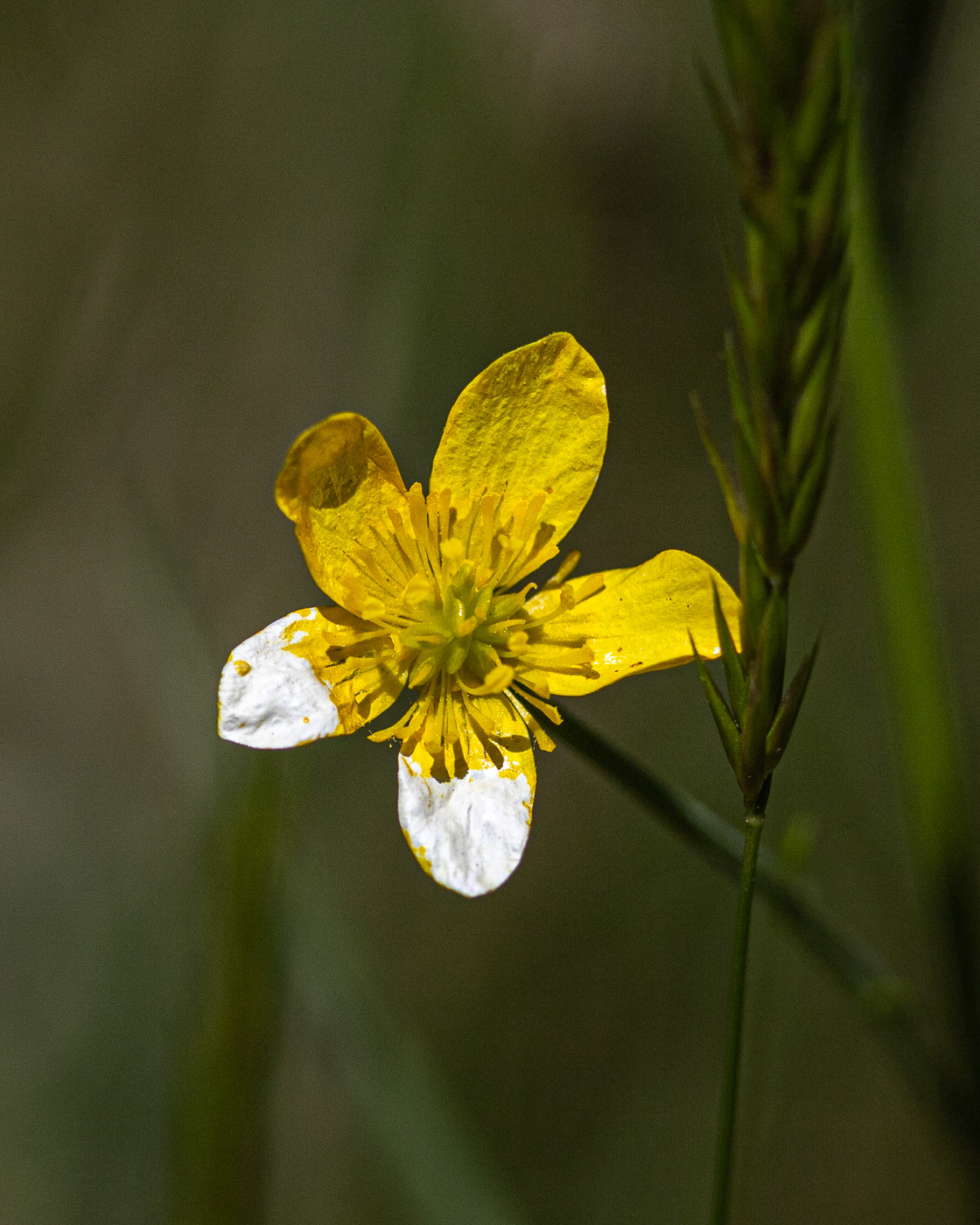 Golden star (Crocidium multicaule)