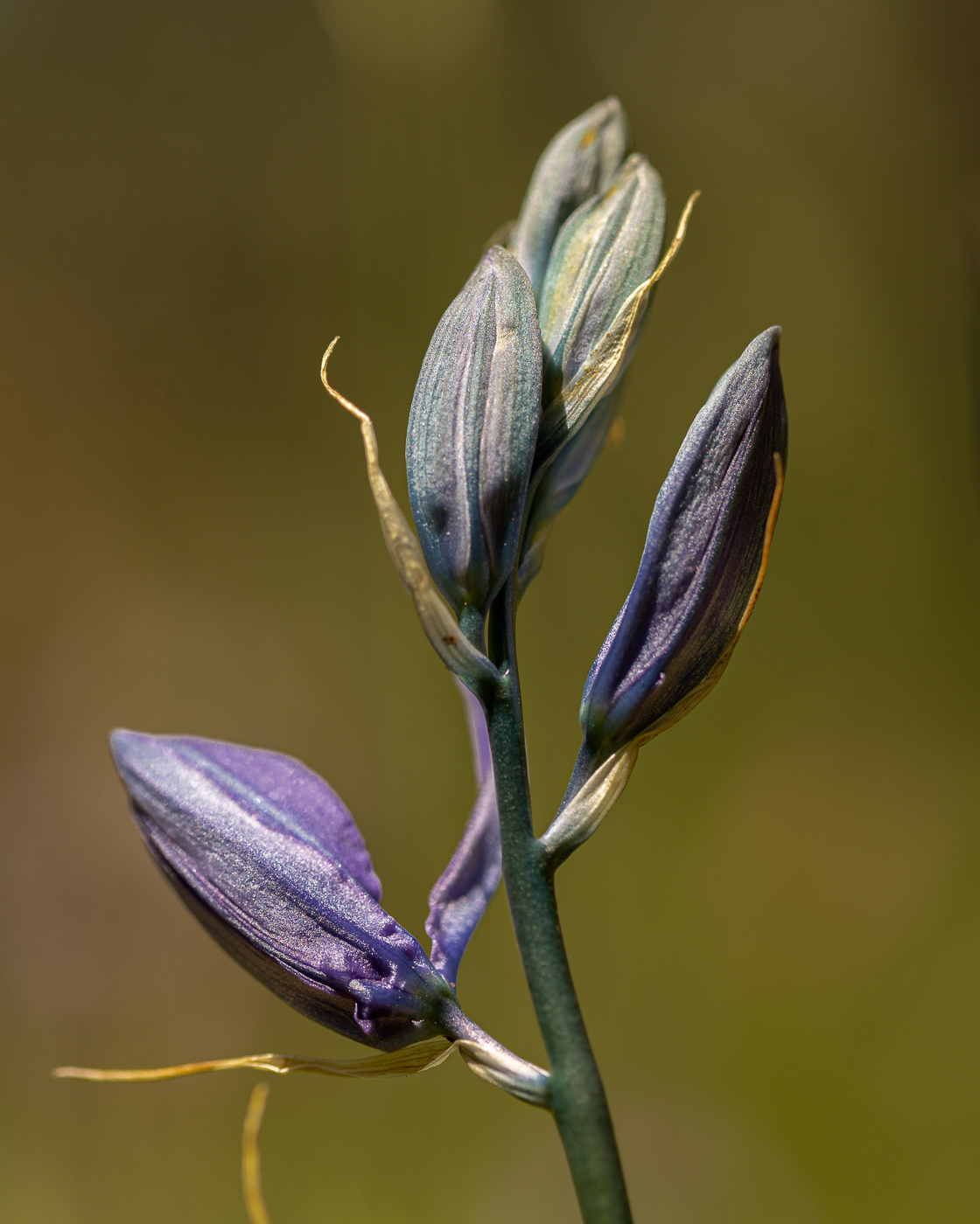 Camas lily (Camassia quamash)