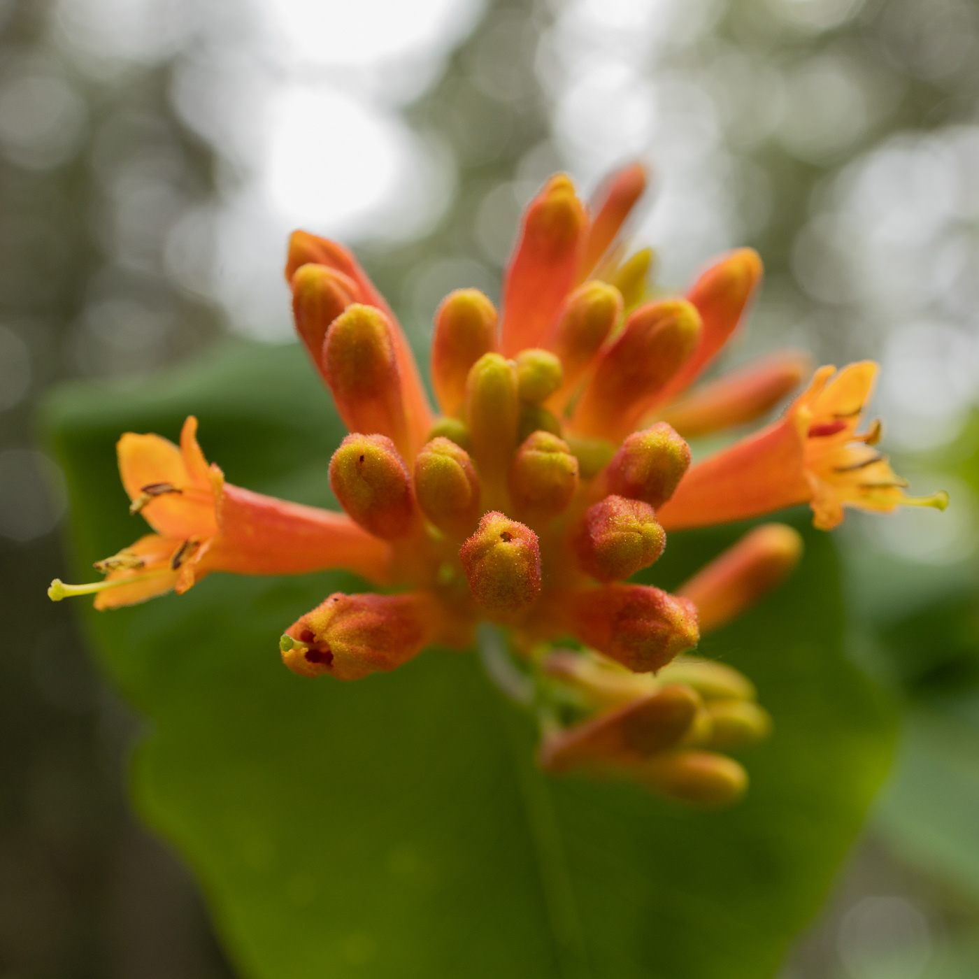 Orange Honeysuckle - Lonicera ciliosa