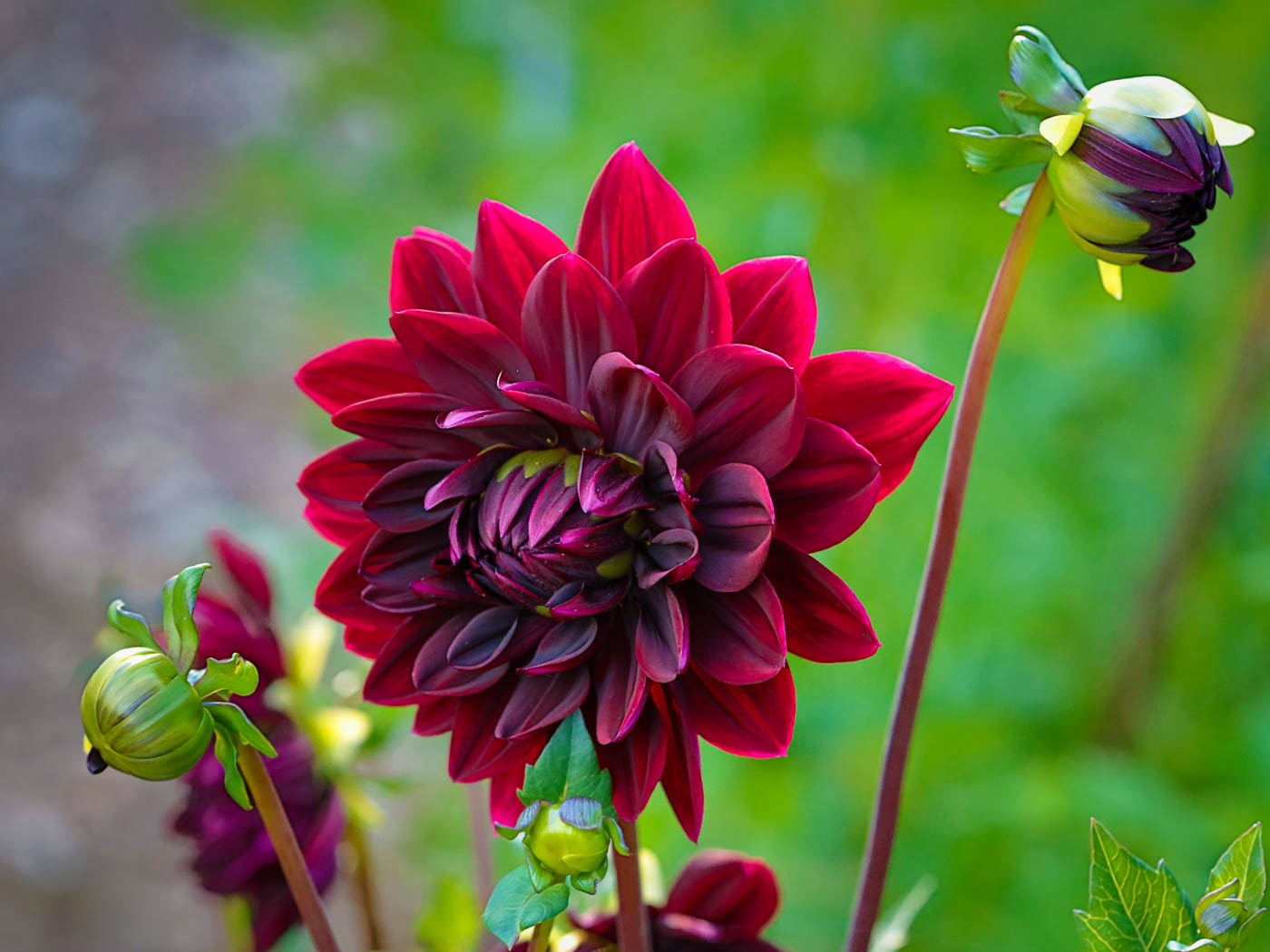 Black Beauty